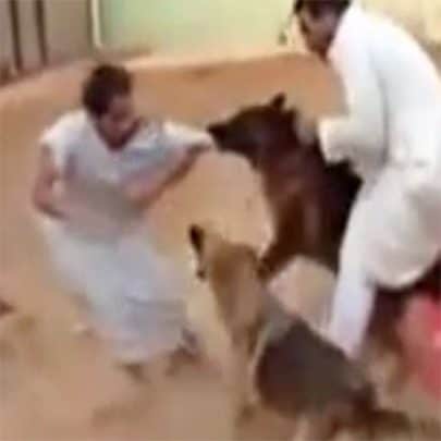 دعابة كلب watanserb.com