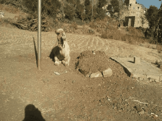 صورة مؤثرة لجمل يرابط عند قبر صاحبه لليوم الرابع على التوالي جمل يرابط عند قبر صاحبه watanserb.com