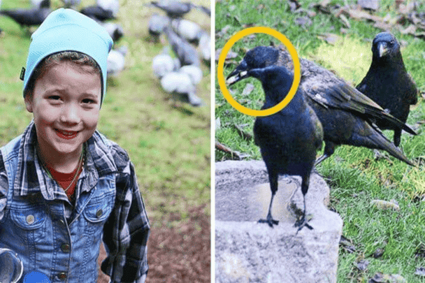 طفلة أمريكية تؤسس علاقة صداقة مع الغربان وتحصل على هدايا غريبة مقابل إطعامها لهم طفلة تحصل على هدايا watanserb.com