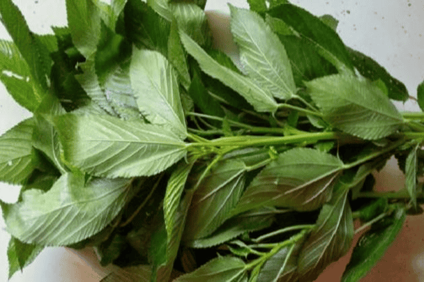 الملوخية أفضل من الفياجرا watanserb.com