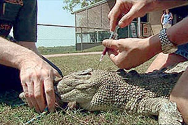 دم التماسيح يقضي على 23 نوع من البكتيريا ويكافح الإيدز دم التماسيح المضادة للميكروبات watanserb.com