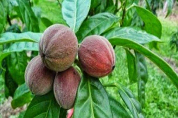 فاكهة أسترالية watanserb.com