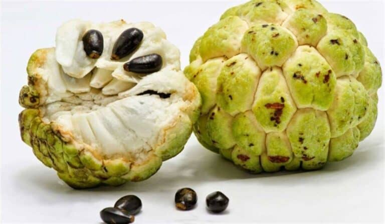 القشطة watanserb.com