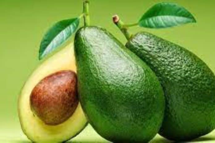 تناول ثمرة (أفوكادو) يومياً لتحميك من الأزمات القلبية ثمرة أفوكادو watanserb.com