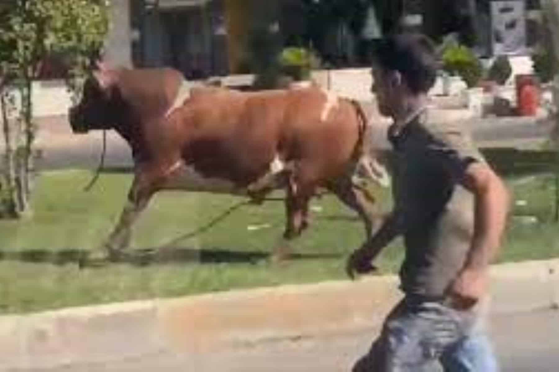 عجل هارب يقتحم محل ملابس في مصر ويتسبب في فوضى بين المتسوقين عجل هارب watanserb.com