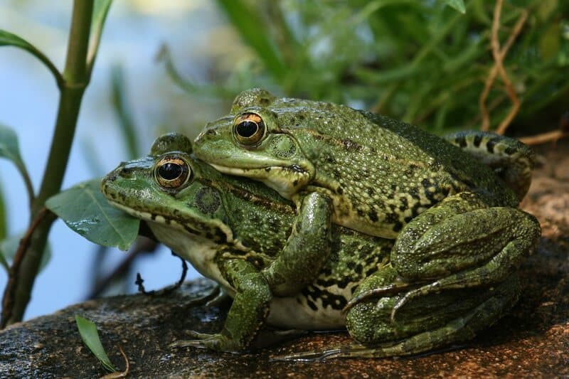 طريقة غريبة يختار فيها (ذكر الضفدع) الانثى للزواج ! زواج ذكر الضفدع watanserb.com