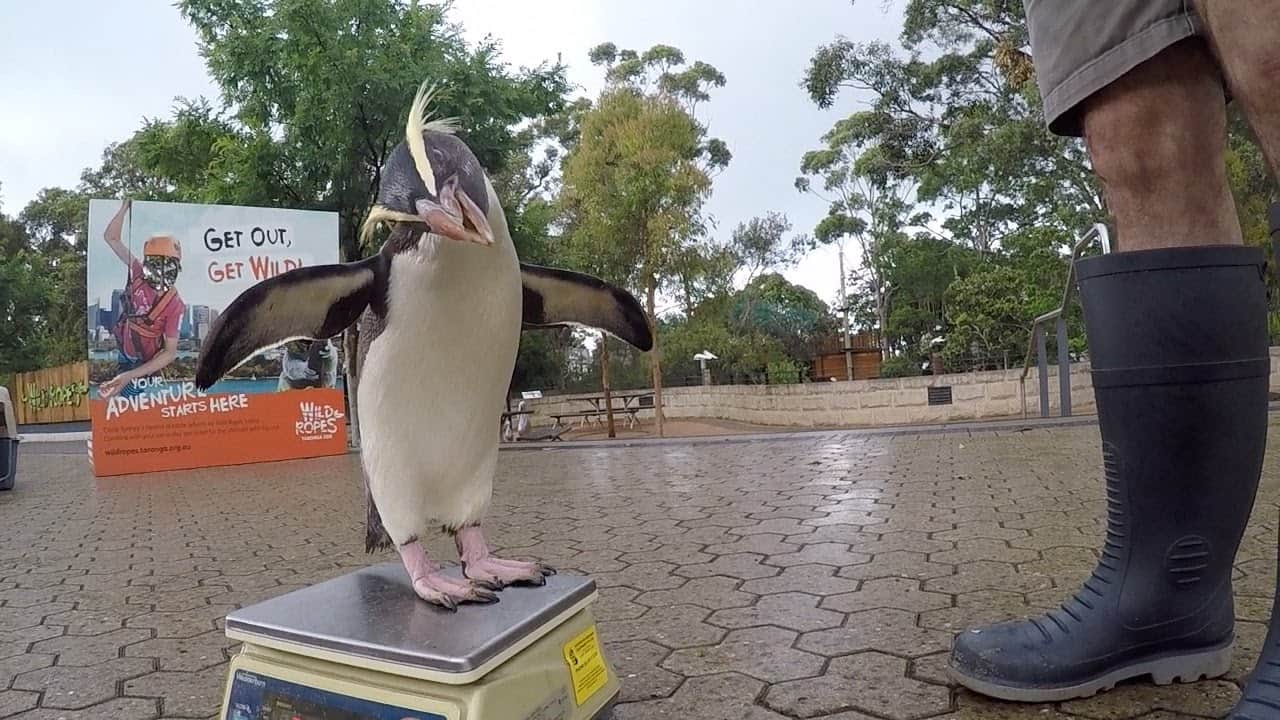 بطريق يستعرض سعادته بعد تناول وجبة لذيذة من الأسماك في حديقة تارونجا بسيدني بطريق يغرد فرحا بوجبته من الأسماك