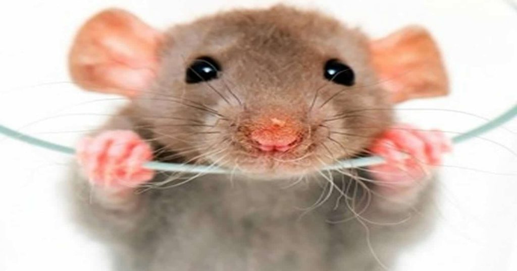 فئران تتجول بمطعم شهير watanserb.com