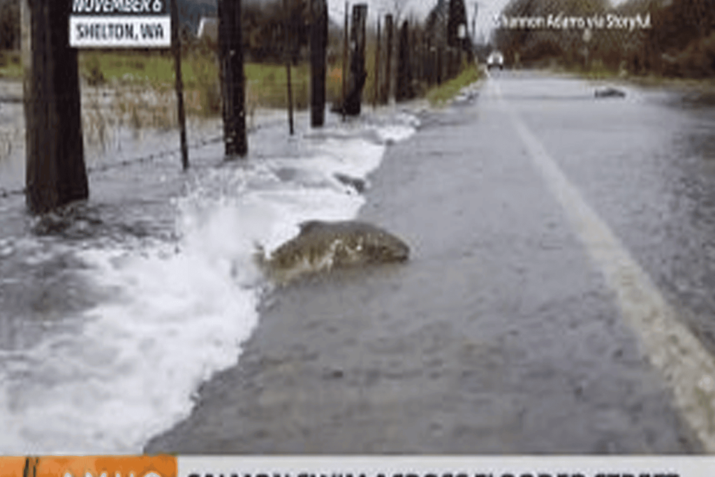 أسماك السلمون في شوارع أمريكا watanserb.com