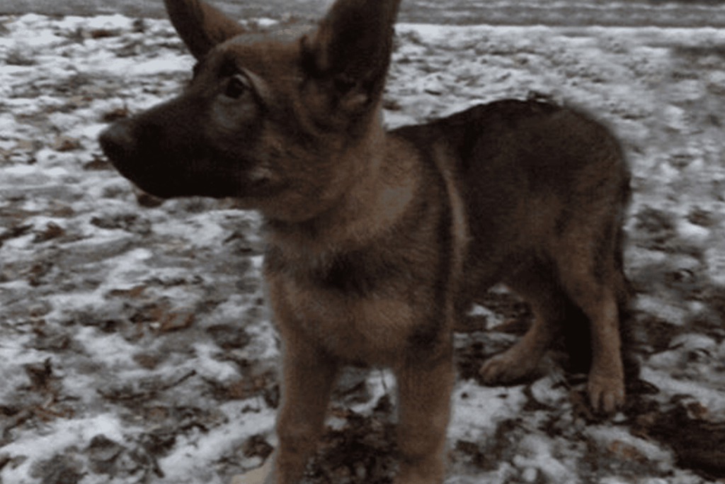 روسيا تُهدي فرنسا كلاباً مدربة watanserb.com