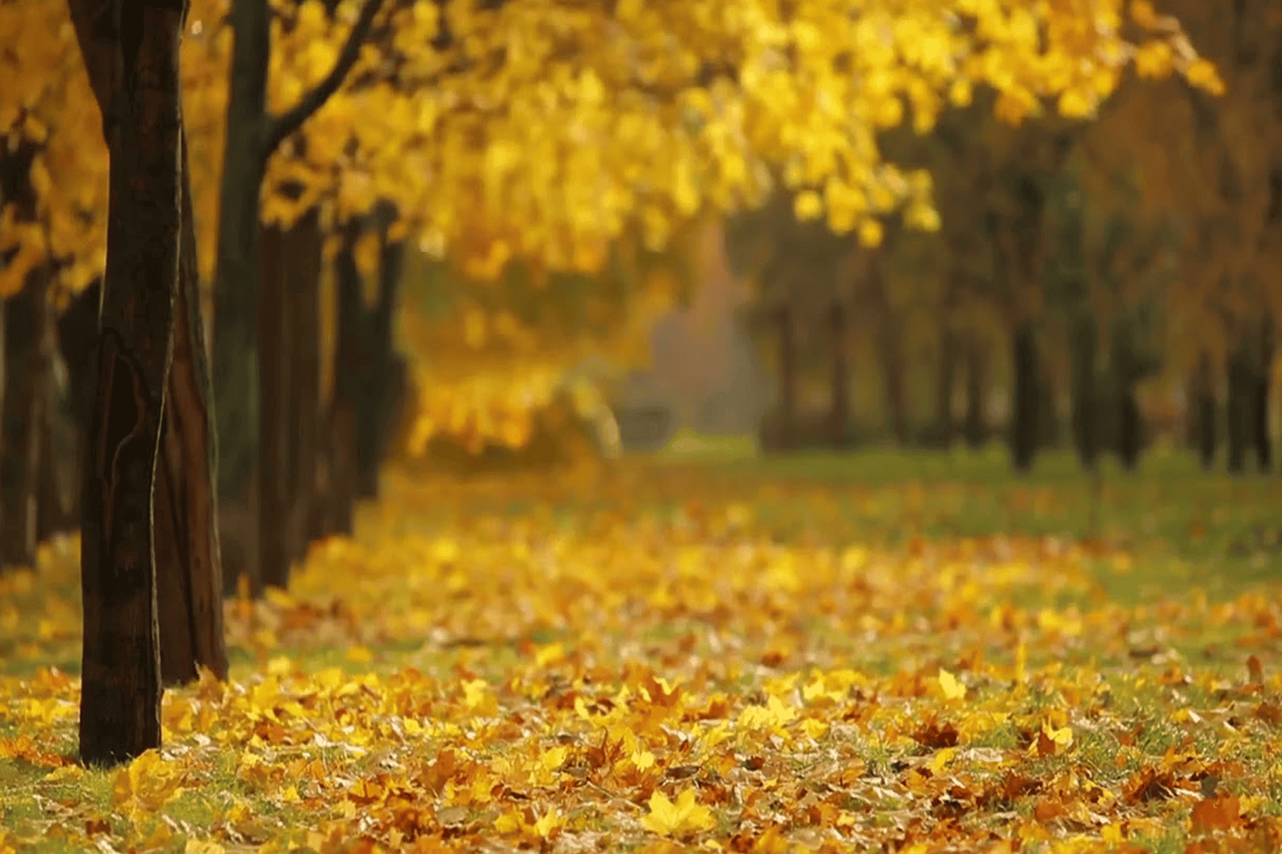 خريف الحكايا: قصة عشق تنازع بين القيم والرومانسية في زمن التحديات. مقطعٌ من خريف watanserb.com