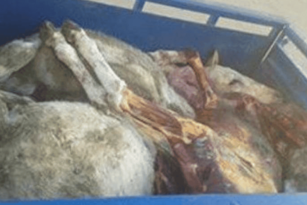 شرطة الدقهلية تضبط لحوم الحمير المخالفة وتحقق في بيعها للمواطنين بأسواق المدينة watanserb.com