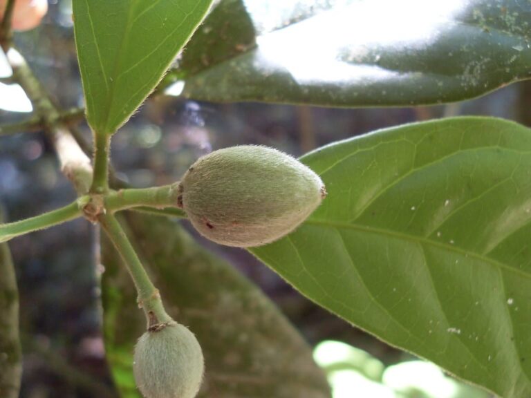 اكتشاف فواكه أسترالية فعالة في مكافحة السرطان خلال خمس دقائق فقط Fontainea picrosperma watanserb.com