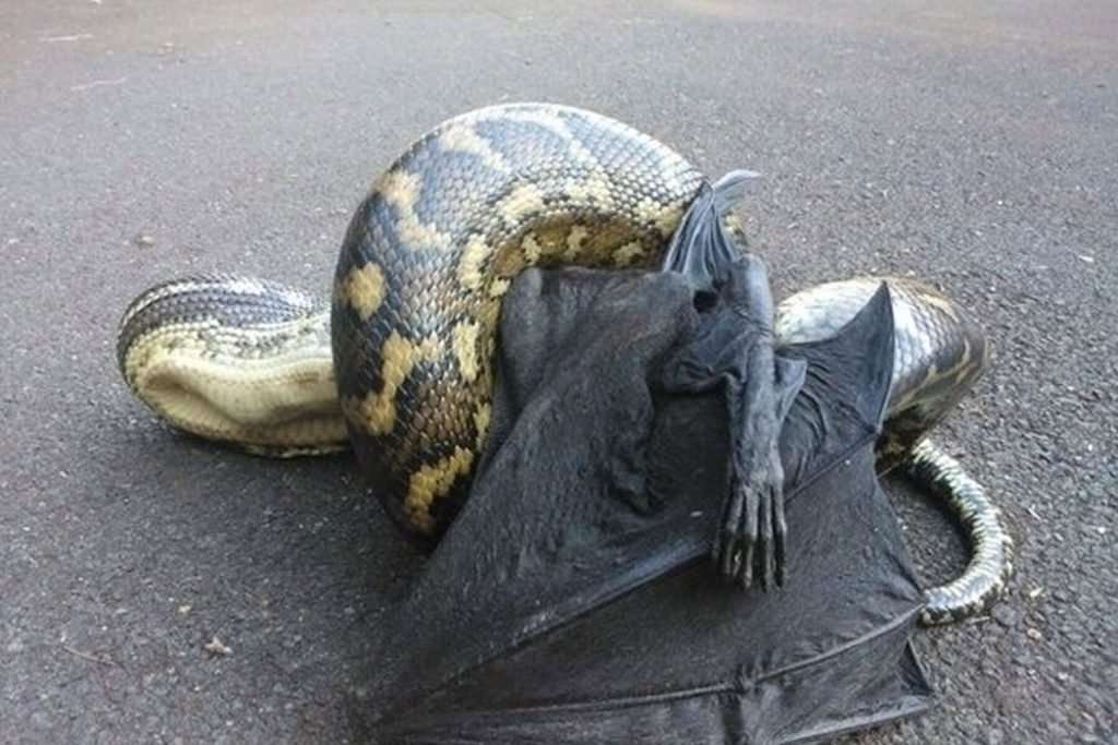 أفعى تلتهم خفاش watanserb.com