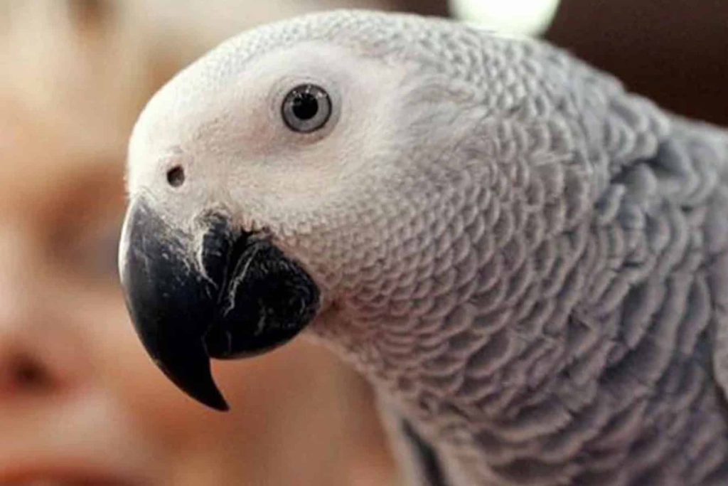 الببغاء watanserb.com