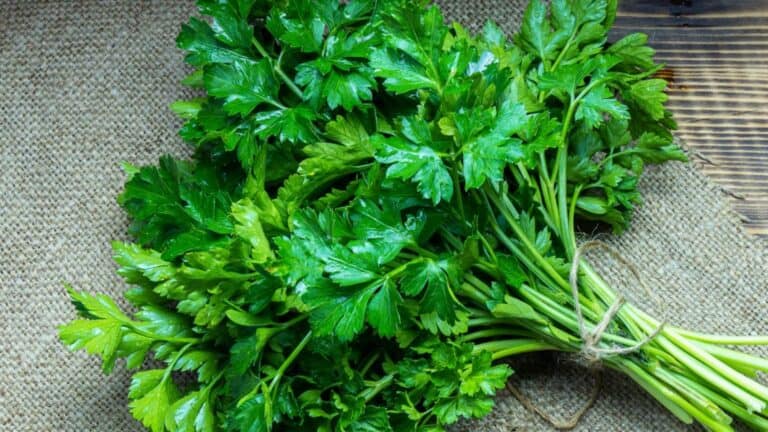 البقدونس watanserb.com