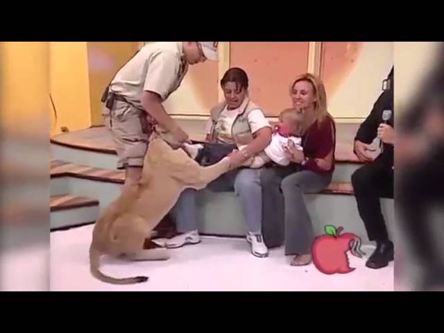 أسد يهاجم طفلة على الهواء مباشرة ويثير ذهول المشاهدين وقلق عائلتها في المكسيك أسد ينقضّ على طفلة بين يدي والدتها