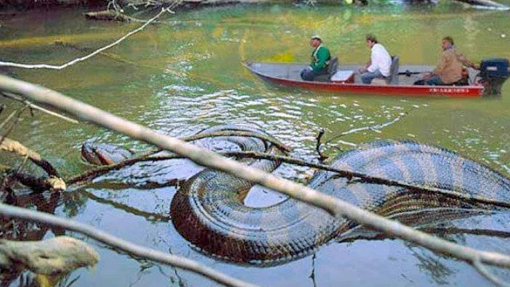 "الأناكوندا" الأضخم في العالم