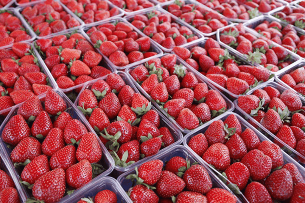 الفراولة المصرية وأمريكا watanserb.com