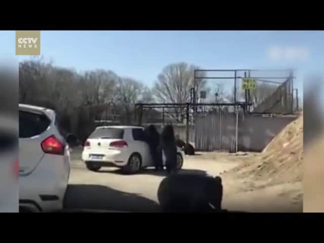 دببة تهاجم سيارة سياح في بارك تشونغتشينغ جنوب الصين وتثير فزع المتابعين على الإنترنت دببة تهاجم سيارة سياح