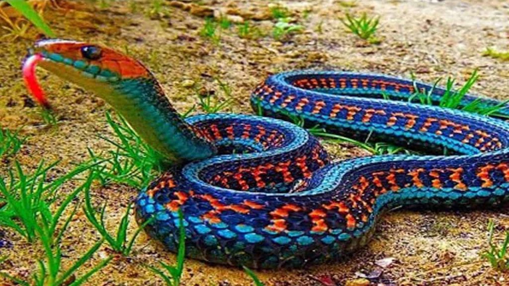 أخطر 10 ثعابين في العالم