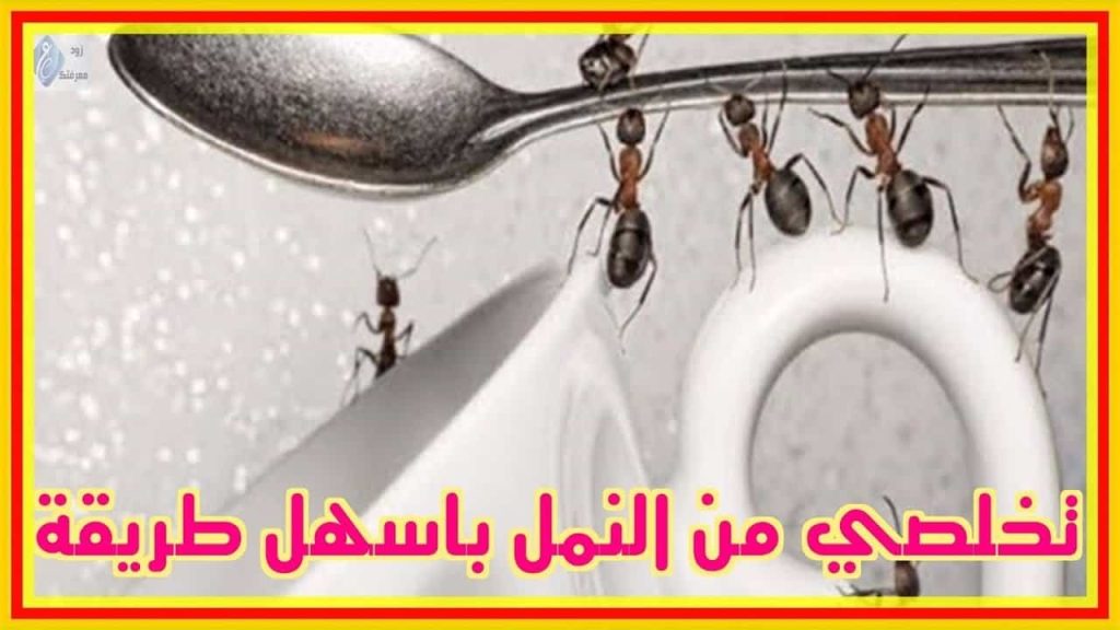 تخلص من النمل نهائيا