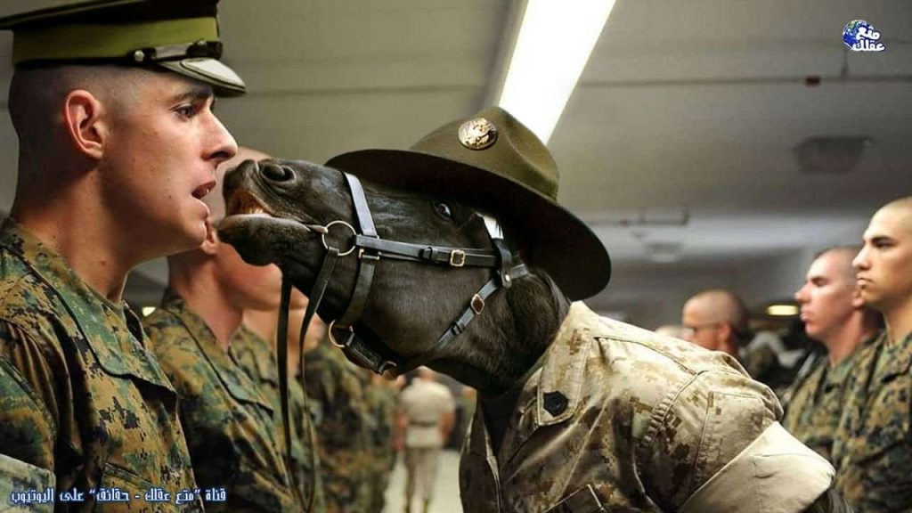 حقائق مذهلة تدهش العقول حول العالم تتضمن العسل وعصابة النساء الجريئة في الهند حقائق غريبة لا يمكن تصديقها حول العالم!