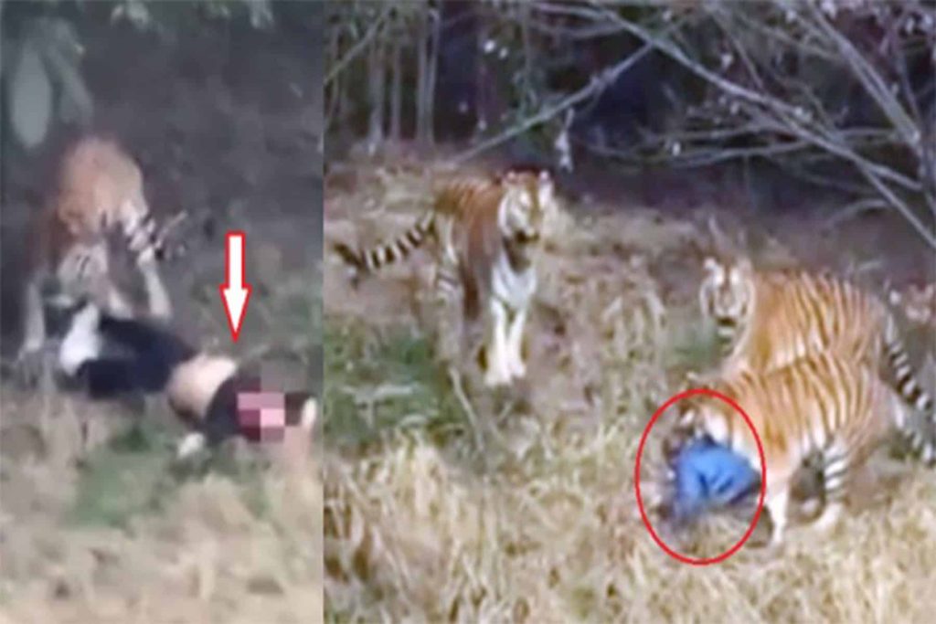 سائح هاجمته النمور watanserb.com