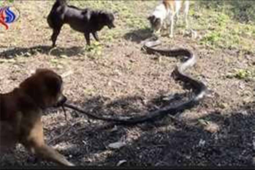 كلاب ضد ملك الكوبرا السام watanserb.com