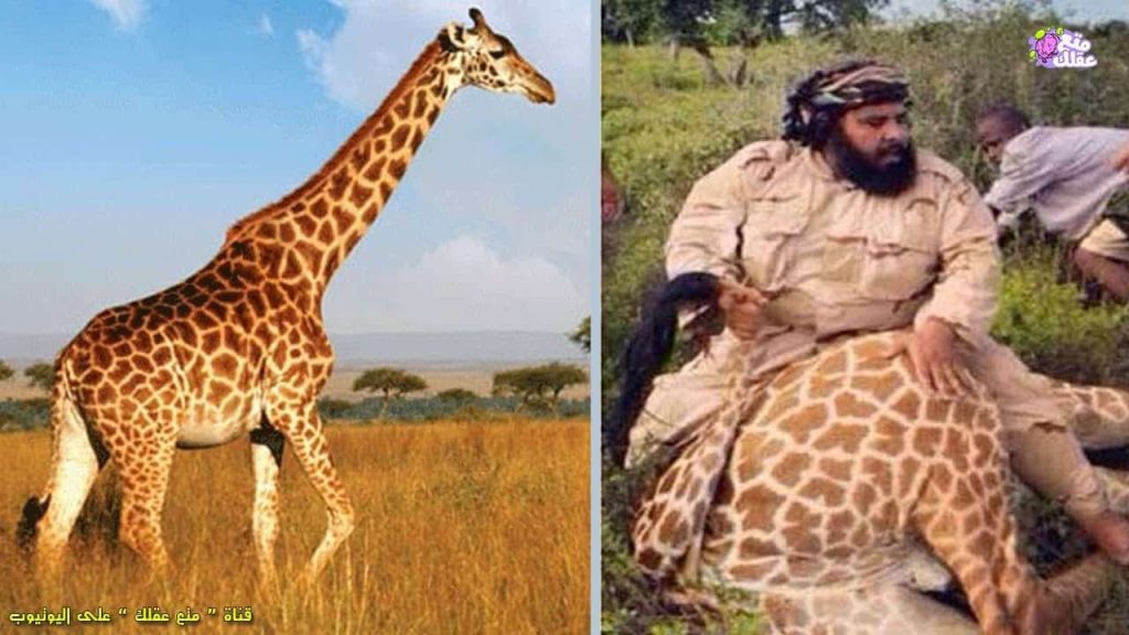 سعودي يأكل زرافة