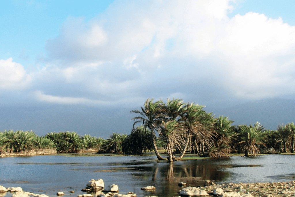 سقطري والإمارات watanserb.com