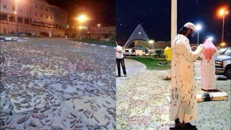 جيش الجراد يجتاح السعودية watanserb.com