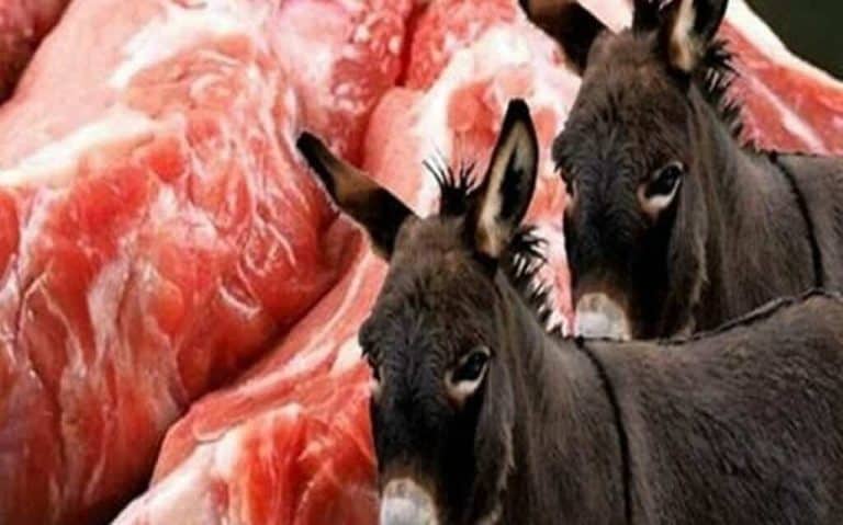 الجزائر تسمح باستيراد لحوم الحمير وأكلها “حلال شرعا” بفتوى رسمية | القصة الكاملة الجزائر تسمح باستيراد لحوم الحمير watanserb.com