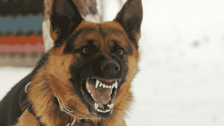 كلاب تهاجم طفل مصري watanserb.com