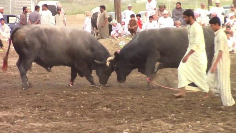 مناطحة ثيران بسلطنة عمان watanserb.com