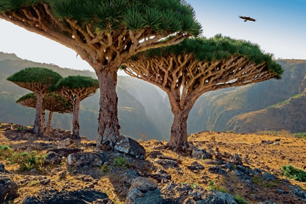 حاكم “سقطرى” يتحدى الإمارات: ما حدث بعدن لن يتكرر ومخططكم لن يمر طالما أنا موجود | القصة الكاملة حاكم سقطرى يتحدى الإمارات watanserb.com