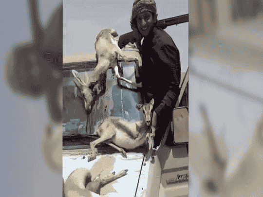 مجزرة عند الحدود الأردنية السورية watanserb.com