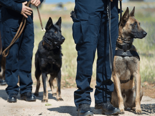 فضيحة كبيرة في دولة خليجية watanserb.com