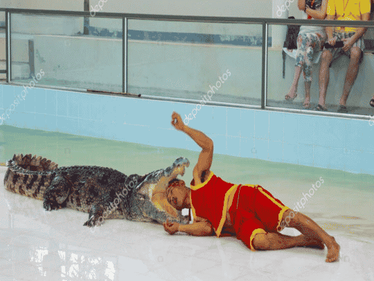 تمساح يُطبق فكّيه على شاب watanserb.com