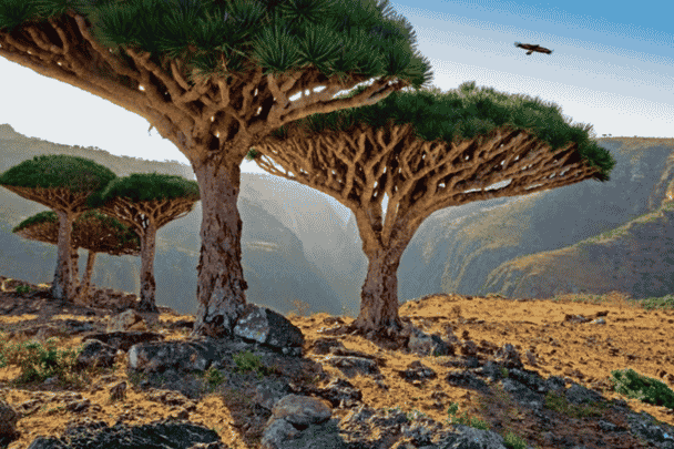 الإمارات انقلاب تمرد سقطرى watanserb.com