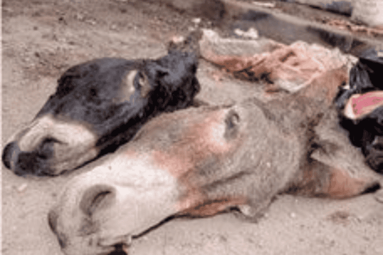 ضبط لحوم حمير في أحد محلات السعودية يثير جدلاً وغضباً واسعاً لدى المواطنين لحوم الحمير watanserb.com