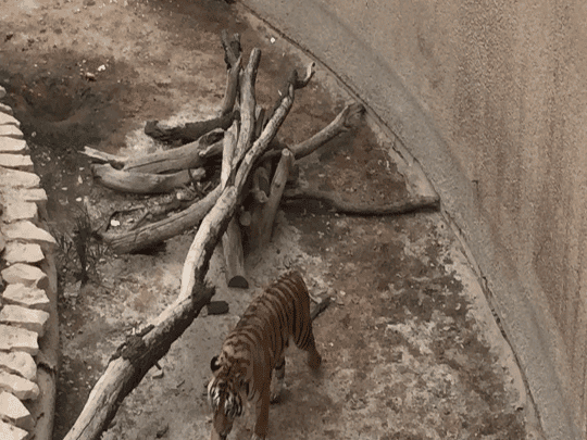 أمانة الرياض تصدر بيانا هاما بشأن مقطع “النمر” المرعب وتكشف ما حدث بالتفصيل.. فجرت مفاجأة صادمة | القصة الكاملة مقطع النمر المرعب watanserb.com