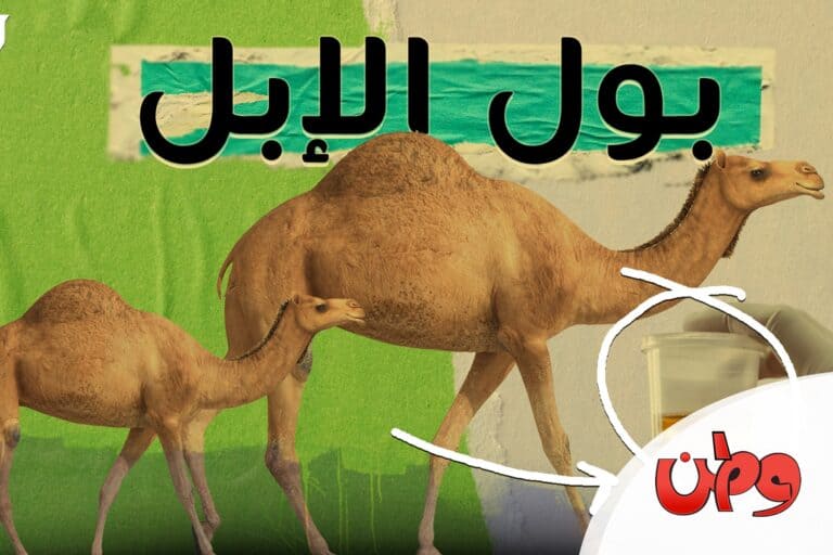 يستخدم بول الإبل للوقاية watanserb.com