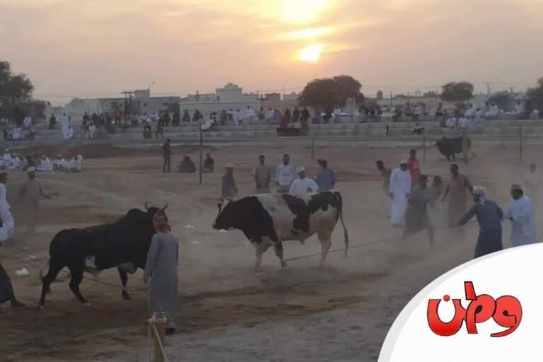 مناطحة ثيران watanserb.com