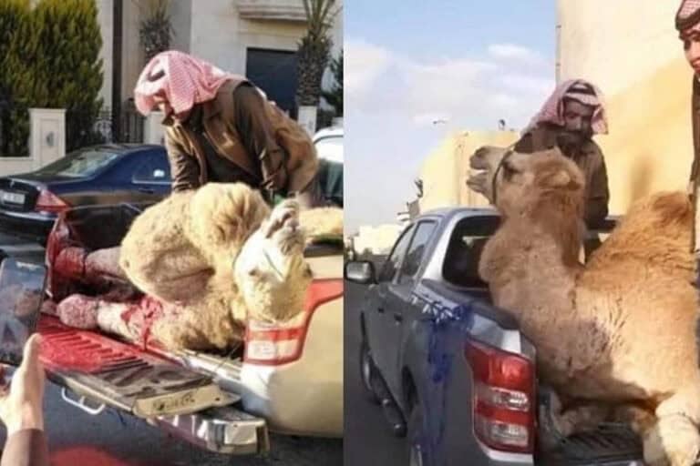 استقبال الاردنيون امير قطر watanserb.com