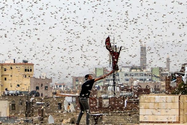 أسراب الجراد تهاجم مسقط watanserb.com