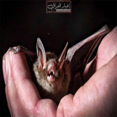 حقيقة الممارسات الجنسية الشاذة لأول مصاب بكورونا الممارسات الجنسية الشاذة watanserb.com