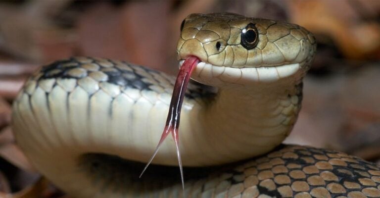 حفل شواء ثعابين watanserb.com