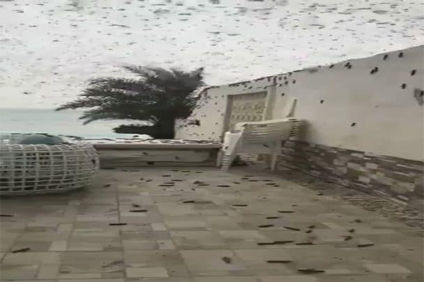 الجراد يجتمع مع كورونا على إيران watanserb.com