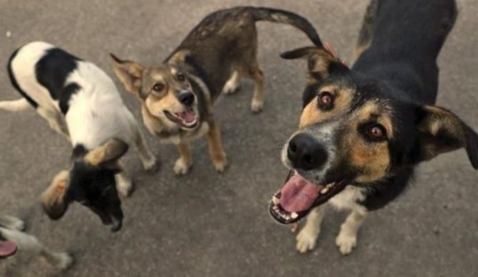 كلاب تنهش رضيعاً watanserb.com